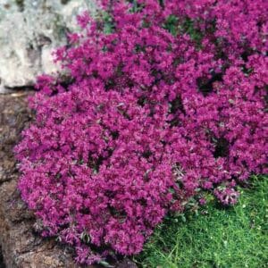 Thymus-Red-Carpet-MihkelSaarPuukool