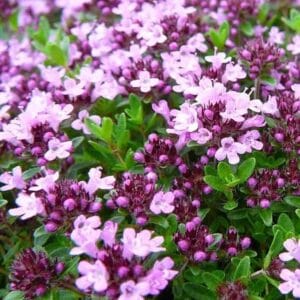 Thymus-serpyllum-Minor-MihkelSaarPuukool