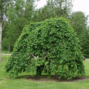 Ulmus-glabra-Camperdownii-2