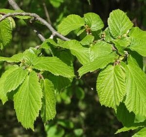 Ulmus-glabra-Vuorijalava-2