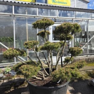 bonsai-3100