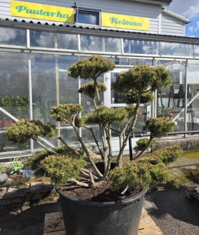 bonsai-3100