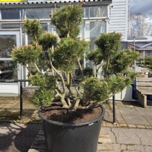 bonsai-3300
