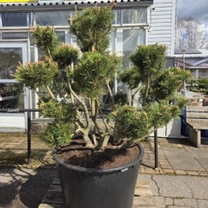bonsai-3300