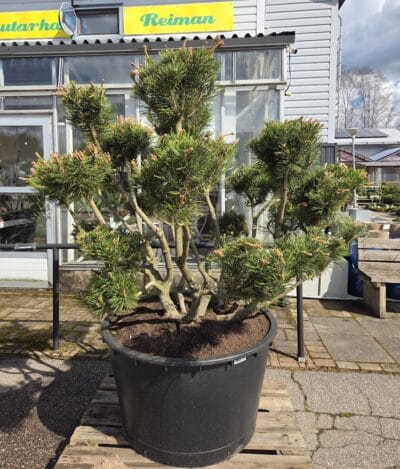bonsai-3300