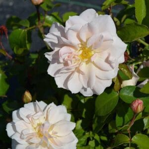 champagne-wishes-ruusu-2